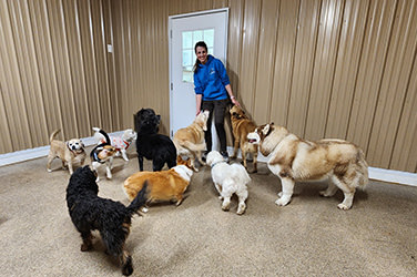Golden Wood Kennel Day Care