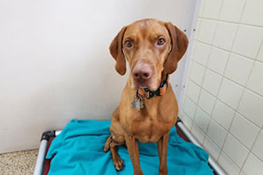 Golden Wood Kennel Dog Boarding