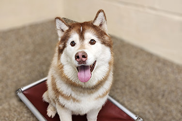 Golden Wood Kennel Dog Boarding