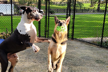 Golden Wood Kennel Dog Boarding