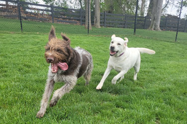 Golden Wood Kennels Pet Boarding