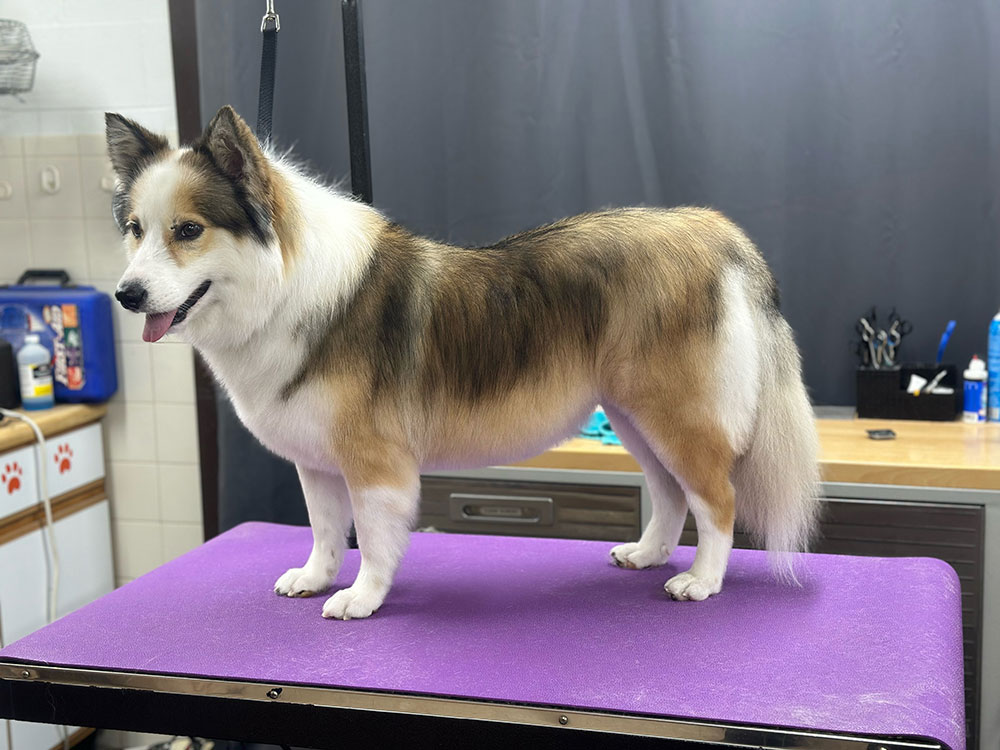 Golden Wood Oxford Grooming