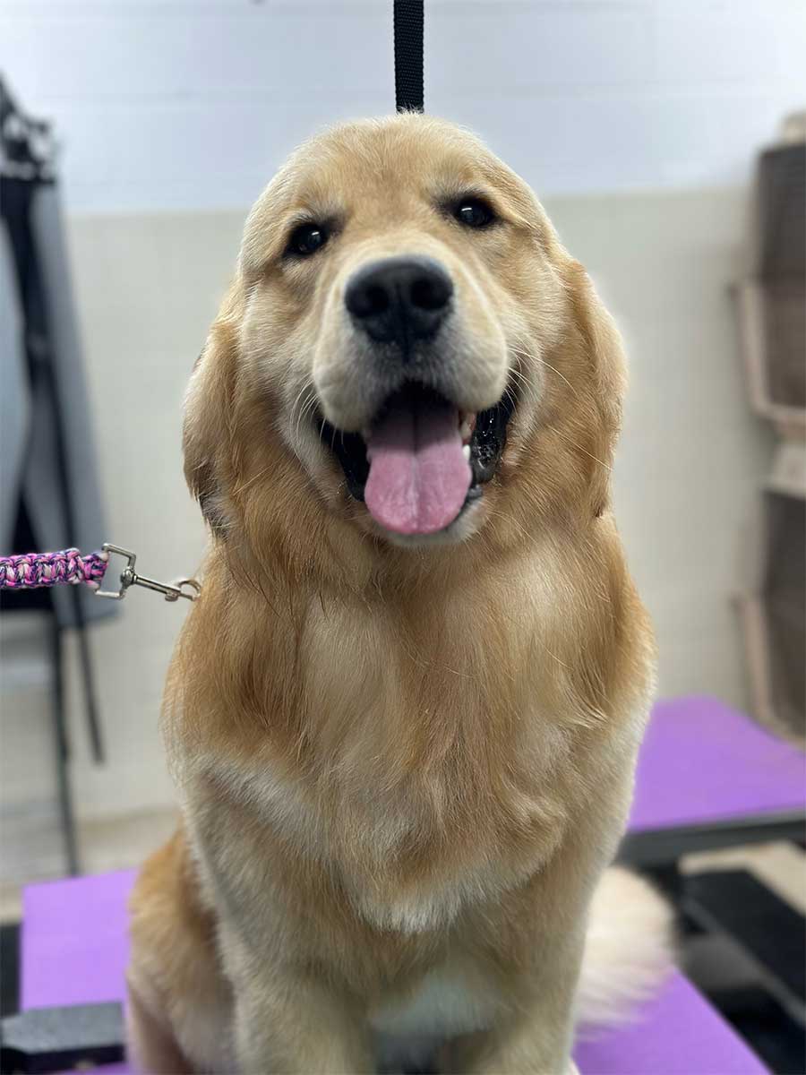 De-Shedding Service Now Available!