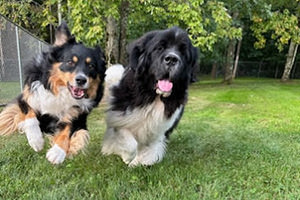 Golden Wood Kennel Day Care